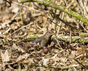 Common starling  looking material for nest building.