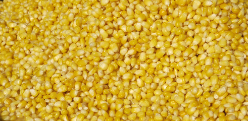 steamed yellow corn seed background