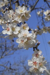 Obraz premium Cherry blossom background