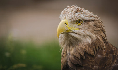 eagle