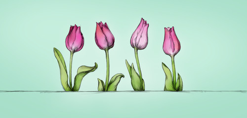 Vier Tulpen in Pink, breites Format 