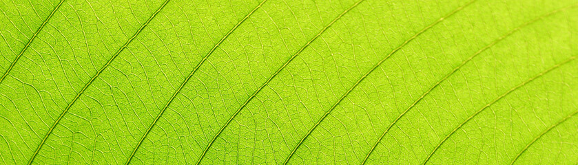 leaf texture