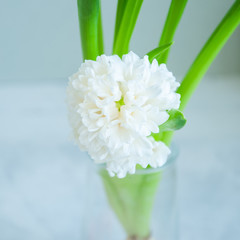 White hyacinth flower on a stone background. Close up and square image.