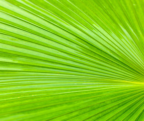 Obraz premium Details of big green leaf, Close up of leaf texture background, Abstract green line background,
