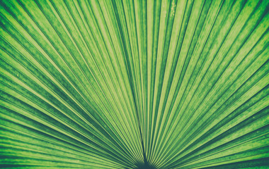 Details of big green leaf, Close up of leaf texture background, Abstract green line background,