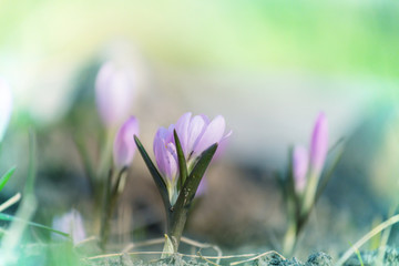 Snowdrops