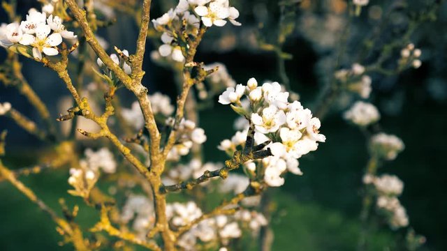 spring time nature pear tree blossom - Staffordshire, England: 6th April 2017