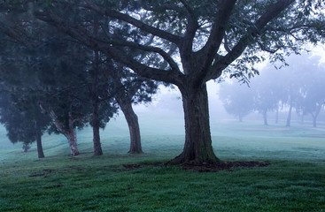 trees in morning fog at the golf course - 143511408