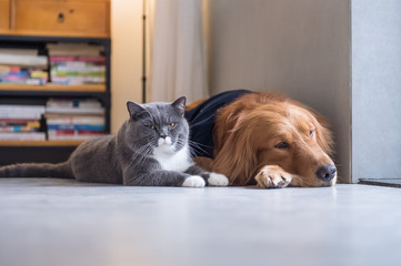 British cat and Golden Retriever