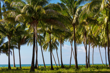 Obraz premium Tropical beach