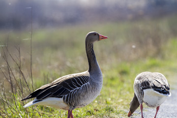 Naklejka na ściany i meble Greylag goose-Large Waterbird of Europe prefer living in lakes
