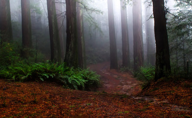 Fog shrouded redwood forest - 143511692