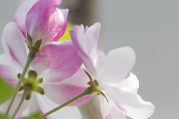 Fototapeta na wymiar Pink flower malus spectabilis blooming in spring season