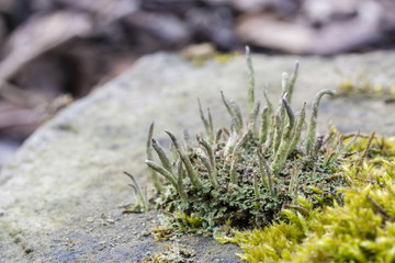 Sponge-like structure rising beside the moss on the stone.