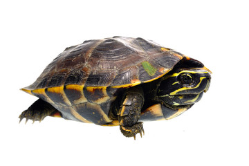 Obraz premium Turtle