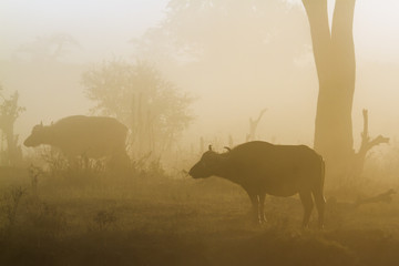 African buffalo in Kruger National park, South Africa