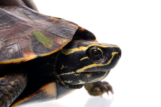  Turtle