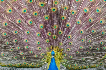 Fotobehang Peacock blue (or Indian) lek. © TATIANA