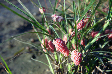 Channeled apple snail egg or Golden Apple Snail egg on crops