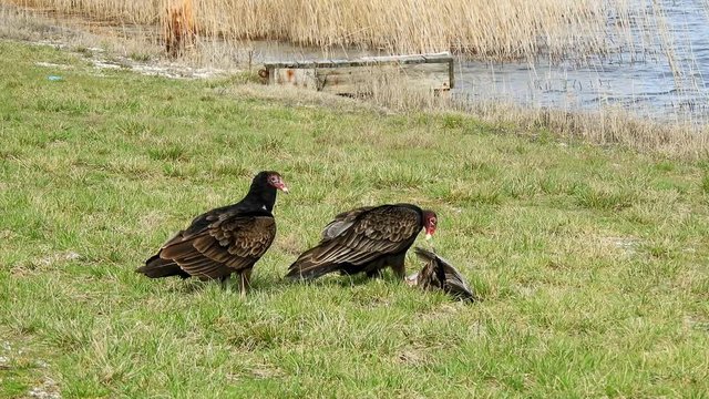 Turkey Vulture's Having a Meal