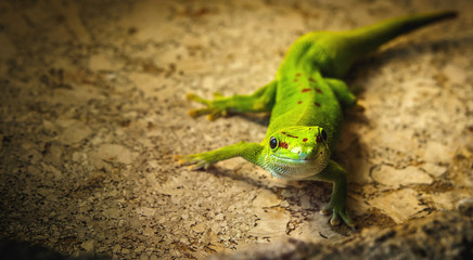 lizard