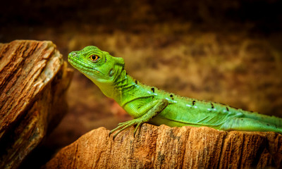lizard