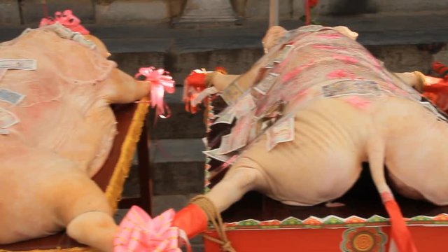 pigs to worship gods in Asian festival
