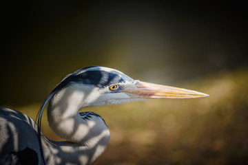 heron