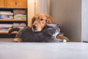 British cat and Golden Retriever