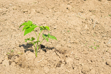 small green sprout grew one in the ground