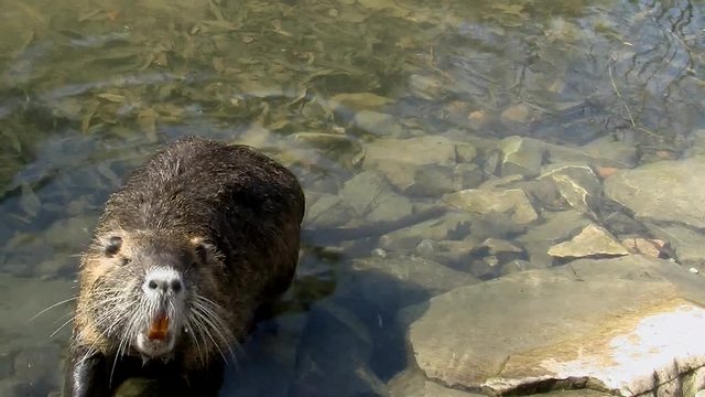 Ein Sumpfbiber zeigt am Ufer seine imposanten Nagez&auml;hne 