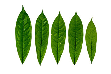 Obraz premium Green leaf on white