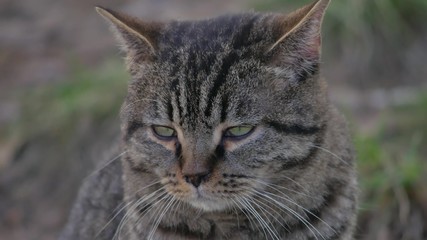 Sad angry cat with funny eyes sits the outdoor