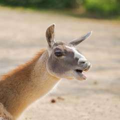 Obraz premium Alpaca, llama, funny head
