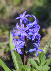 Hyacinth blooms in the garden. The hyacinth flower is blue.