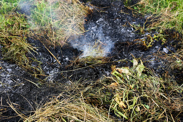Burnt dry grass.