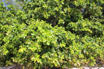 Takamaka Tree or Calophyllum ilophyllum / This Tree grows at the Beach of Anse Lazio, Praslin Island, Seychelles, Indian Ocean, Africa 
