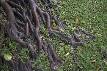 Roots of a large tree