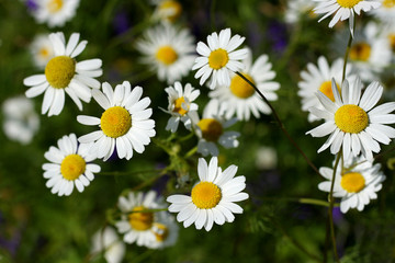 Daisies in the green grass.