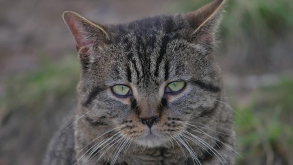 Naklejka na ściany i meble Sad angry cat with funny eyes sits the outdoor