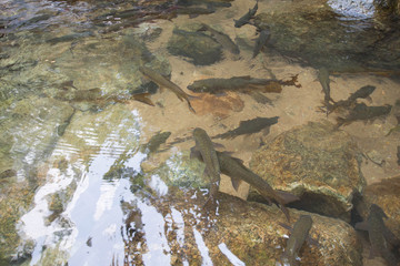 Mahseer Barb fish at Phlio Waterfall national park in Chanthaburi, Thailand.