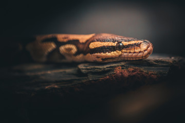 snake