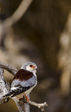 Pygmy falcon, or African pygmy falcon (Polihierax semitorquatus). Northern Cape. South Africa.