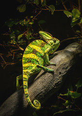 chameleon © Александр Денисюк