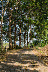 Concrete country road