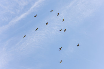 pigeons in flight