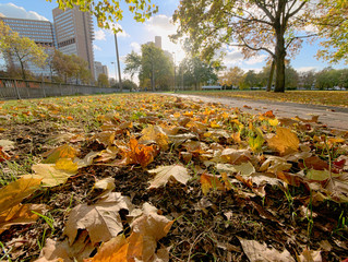 Autumn leaves and small path and tree