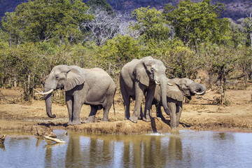 Fototapeta premium African bush elephant in Kruger National park, South Africa