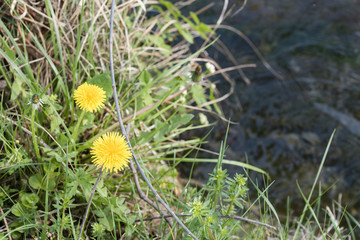 Spring Flowers