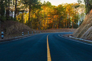 road in forest autumn